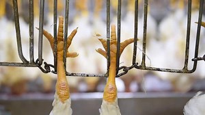 Chicken Slaughter - Secret video shows a modern chicken slaughterhouse