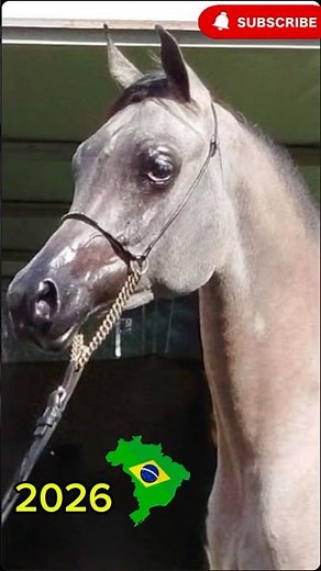 Pure Luxury: Arabian Horse Show 2026 🇧🇷