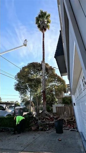 Palm Tree Trimming and Peeling