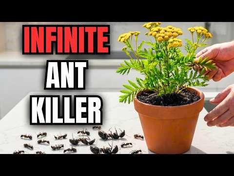 This Leaf Kills Ants FOREVER. Grows In A Pot. Why Its Banned
