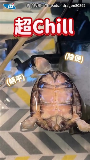悠哉漂浮的烏龜日常