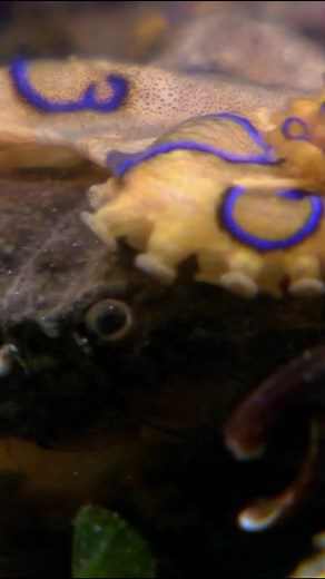 Blue ringed octopus: one of the deadliest sea creatures #fyp #blueringoctopus #animalsoftiktok #seacreatures