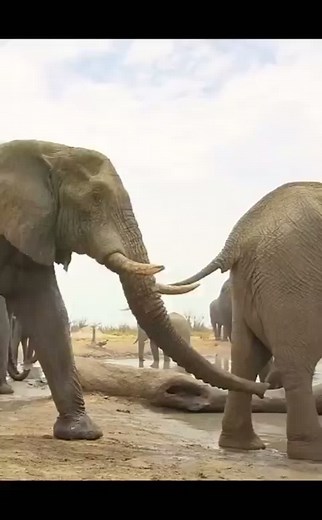 Elephant Mating Behavior and Reproduction Insights | TikTok