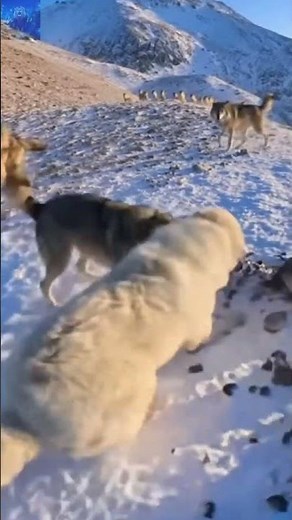 Aerial drone of dog chasing after wolves on kings landing