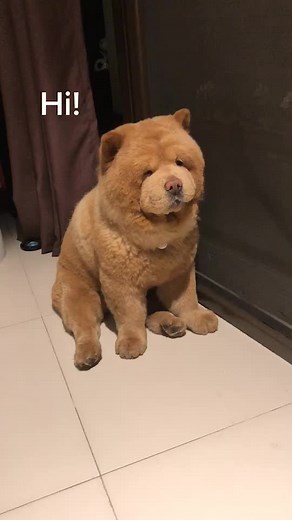 Chowder the Bear Dog: A Pawsome TikTok Star from Philippines