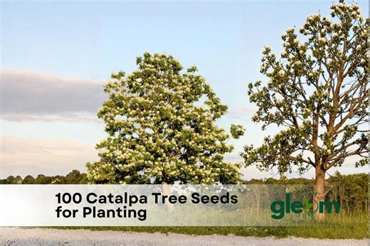 100 Catalpa Tree Seeds | Catalpa Speciosa - Etsy