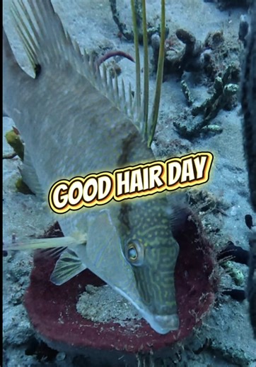 Invasive Lionfish Removal: A Colorful Adventure