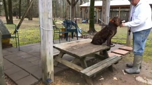 6.2K views · 84 reactions | Hot Boykins? Force Fetch in progress... There were several requests to see another video or two of the boykin Gatsby before we move to the ground. Simple forward progression with momentum with an exact idea of the next step. It's what The Retriever Trainer is all about. Give your pup the best! Give them "The Retriever Trainer"... www.TheRetrieverTrainer.com #BoykinsAreDogsToo Live feed from a few minutes ago! | Freddy King | Facebook