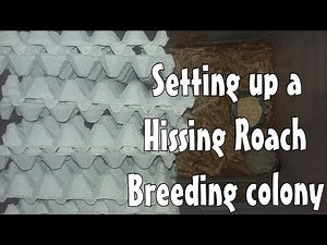 Setting up a Hissing Roach Breeding colony