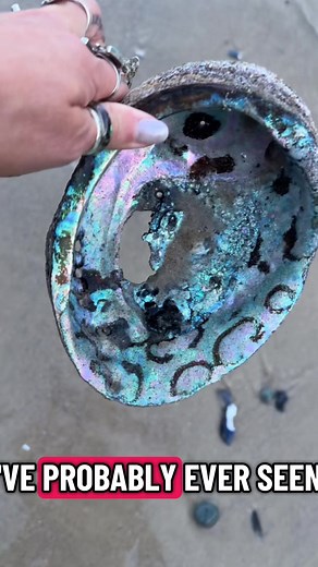 Looking back at this video, I regret not keeping this shell. It’s colors and the pattern is unreal! It looks like leopard print! Fun fact: the dark spots that make that leopard print actually end up peeling off eventually if the shell remains dry. # abaloneshells #abalone #shelling #nature #beach #leopardprint