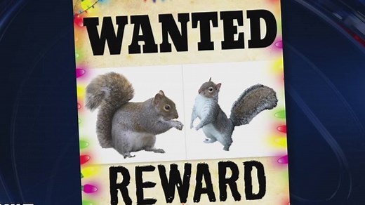 A close encounter with a squirrel inside a Christmas tree was a memorable scene in the classic film National Lampoon's Christmas Vacation but this actually happens in real life and more than you might think. RaeAnn Christensen On FOX 7 has the story. http://www.fox7austin.com/news/local-news/224161976-story | FOX 7 Austin