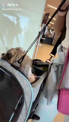 Frontier Airlines Pet Policy: Flying with Your Shih Tzu