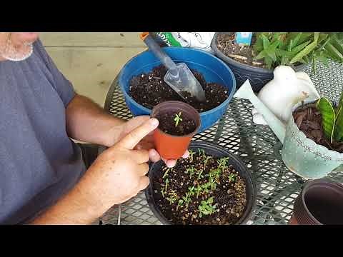 Repotting adenium seedlings .
