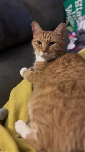 Dani Rose 🌹 (@danielletop91)’s videos with original sound - Freckles&Snowball