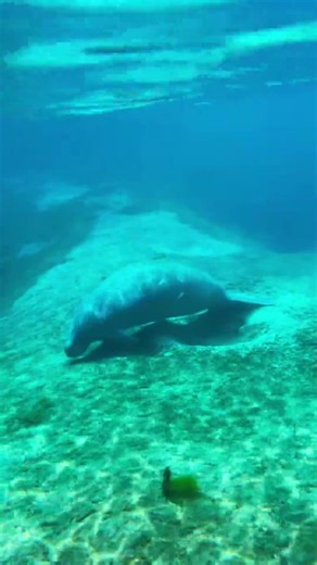 When I say I want to do something for spring break… this is what I mean ☀️ Paddling through crystal