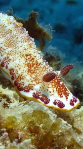42K views · 541 reactions | Cute Beautiful Sea Slug wp BS5JL #nature #ocean #fish | PreeOcean | Facebook