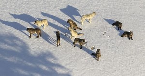 Montana establishes wolf hunting quotas outside Yellowstone National Park