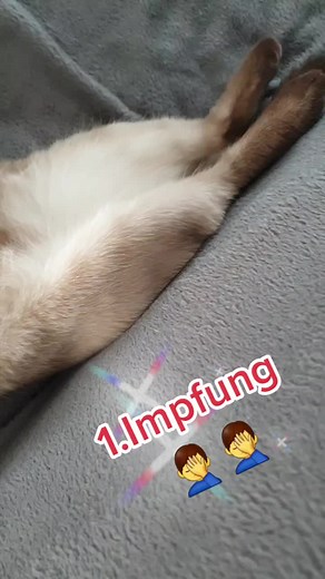 #foryou #foryourpage #fy #funny #catvideo #cat #katze #kitten #siam #katzenvideo #catsoftiktok #fyp #fürdich #cutecats #love #spielen #cute #🥰 #impfen #corona #🤦‍♂️