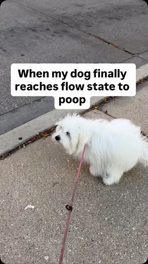 7.7K views · 68 reactions | doing all that just to end up pooping in the same spot  . . . #cotondetulear #pupperdoggo #happydoggo #doggoholic #cutedoggo #dogz #doggomeme #doggosbeingdoggos #doggosofinstagram #dogsdoingthings #dogsthatexplore #doggylife #dogmeme #doggosdoingthings #dogsworld #dogsofficialdog #dogmemes #dogsoftheworld #dogsbeingbasic #doggos #dogsdaily #dogslover #dogsofthedays | Coton Kiwi | Facebook