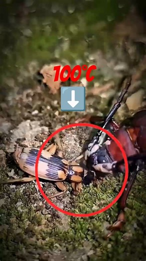 This Insect Explodes on Purpose