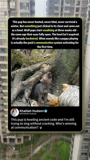 This Wolf Pup Is Howling Ancient Code – No One Taught Him 🐺 #Wolf #Nature #Instinct