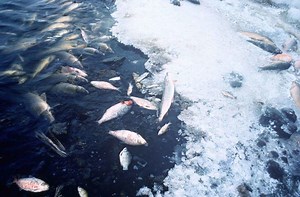 Fish kill - Alchetron, The Free Social Encyclopedia