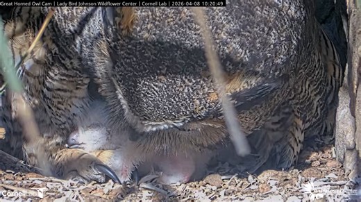 Athena the owl is a mom again — watch the owlet hatch