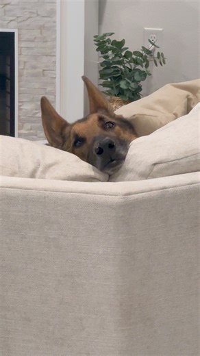 Rex ❤️ Rex served 9 1/2 yrs in the military. He retired due to a scare with cancer in 2018 and was 15 when he passed early May. We love you #fyp #dog #gsd #MWD #k9 #retiredmwd | MWD Rex & Rider