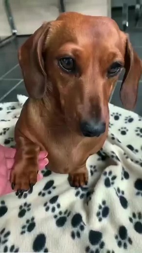 Adorable Dachshund Moments | Cute Puppy Videos