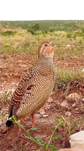 Birds calling Teetar Awaz #birds #teetarawaz #wildlife