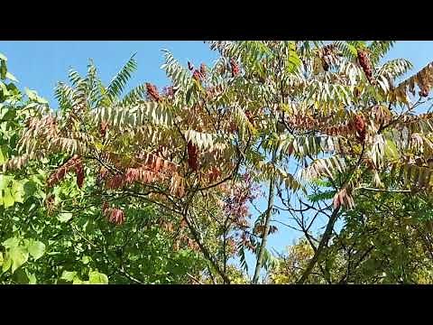 Staghorn Sumac Beauty and Management