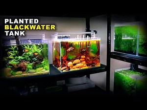 Aquascape Tutorial: Glowlight Tetra & Apistogramma Blackwater Aquarium (how to: planted tank guide)