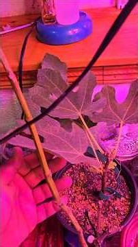 Fig Propagation - Sand Rooting Cuttings 2026 update 1