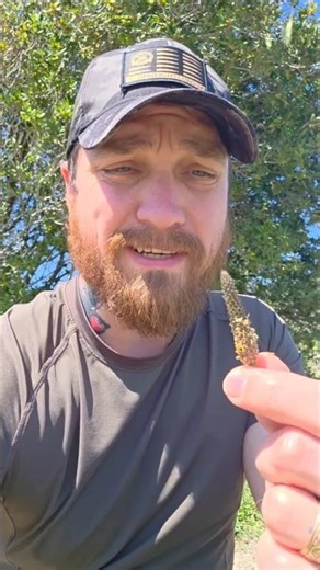 Foraging Narrow Leaf Plantain 🍃 #survival #food #foraging