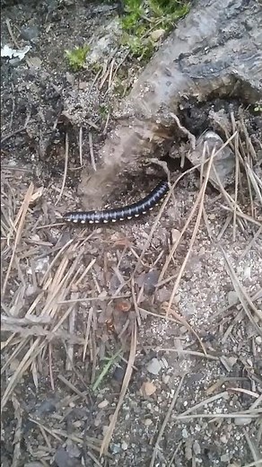 Yellow Spotted Millipede.