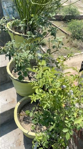 mini vlog / home garden / colorful plants #flawers#homedecor#homegarden #beautifulflowers #shorts