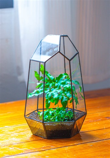 Tutorial: A Terrarium with Hydrocotyle sibthorpioides and Wild Ferns. #tutorial #Fern #plants #terrariumplant #plantlife