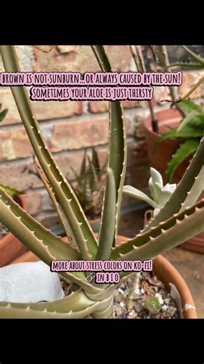 Aloe stress colors #aloe #plants #succulents