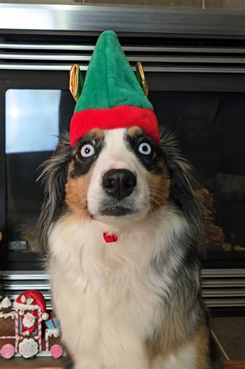 Merry crisis indeed 😂 #callmecallisto #holidayseason #merrycrisis #christmas #sillydogvideo | Call Me Callisto