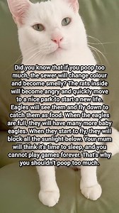 161K views · 735 reactions | Don't poop too much  | Moomoo Cat | Facebook