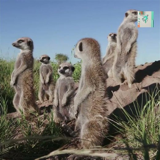 How Meerkats Take Turns Standing Guard