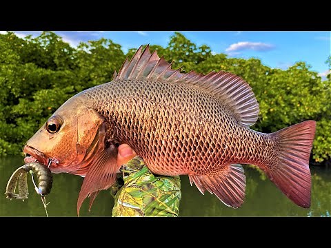 Fishing Mangroves... Tips for Catching Mangrove Jack