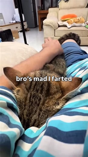 313K views · 67K reactions | NOOOO KITTY | Soft Cat Memes | Facebook