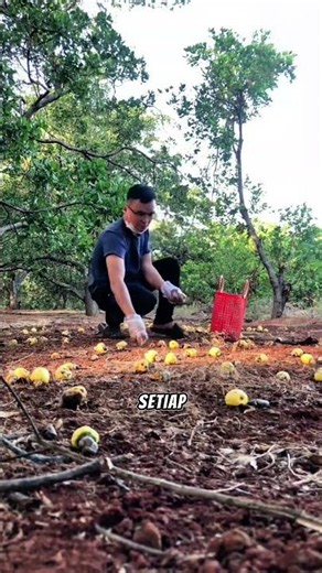 The Secret Behind Vietnam's Success in Dominating the Global Cashew Market #cashew #cashewnuts #e...