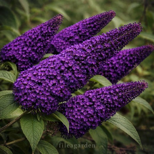Buddleia Black Knight Starter Plant – Butterfly Bush, Fragrant Dark Purple Flowers, Pollinator Garden Shrub - Etsy