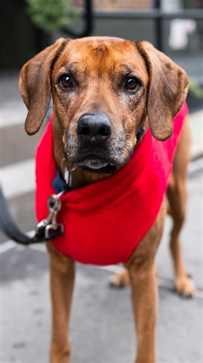 The Dogist on Instagram: "Kodi, Rhodesian Ridgeback (9 y/o), Houston & West Broadway, New York, NY • “He’s gonna be nine in a month. I feed him well; we walk a lot; he has siblings; I keep his weight in check. (Ridgebacks) are bred to be independent thinkers. They were originally bred to hunt lions in Africa. He’s a little out of character, but if you tell a Ridgeback to do something, they’ll look at you and say, ‘What’s in it for me?’ I just finished cancer treatment a few months ago. They got 