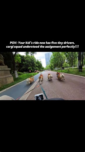 Show new twist car, become dog’s errand boy 😮‍💨 Dog treats me as cargo, checks if I’m steady while pulling #ConfusingDogBehaviors #TwistCarFail