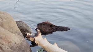 This little beaver was chewing the last bit of cambium off of a log. #wildlifephotography #beavers | Mike’s photos and videos of beavers