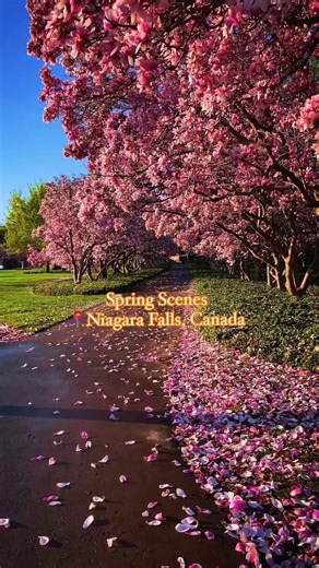 This is your reminder to visit Niagara Falls this spring to witness the full blooms all around the destination🌸🌷 #NiagaraFalls #ExploreNiagara #SpringinNiagara #NiagaraFallsCanada #Nature #Blooms #Sunrise #Getaway | Niagara Falls Tourism