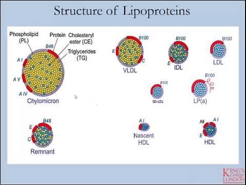 Lipids and Lipoproteins - Part 1